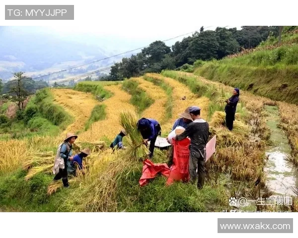大米的营养价值与全球种植现状分析及其在不同文化中的独特角色